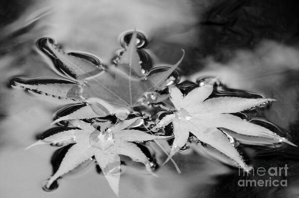 Black And White Poster featuring the photograph Fall Leaves in the Rain by Sarah Schroder