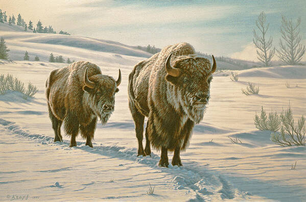 Wildlife Poster featuring the painting Frosty Morning - Buffalo by Paul Krapf