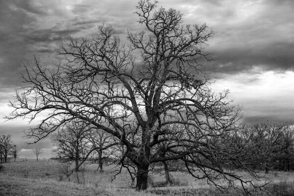 Black And White Poster featuring the photograph Gnarly Tree by Sennie Pierson