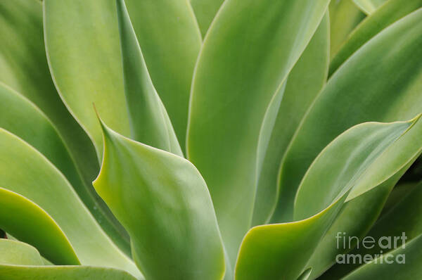 Agave Poster featuring the photograph Graceful Agave by Sarah Schroder