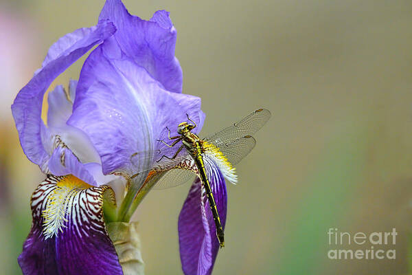 Iris Germanica Poster featuring the photograph Iris and the Dragonfly 2 by Jai Johnson