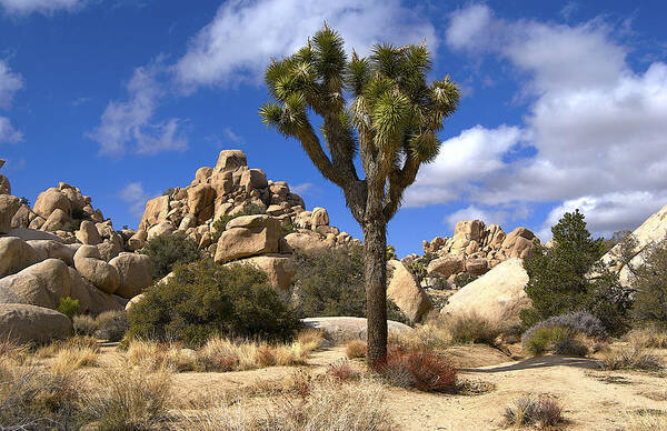Joshua Tree National Park Poster featuring the photograph Joshua Tree National Park #3 by Sandra Selle Rodriguez