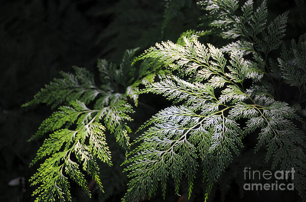 Evergreen Poster featuring the photograph Light on the Fern by Sarah Schroder