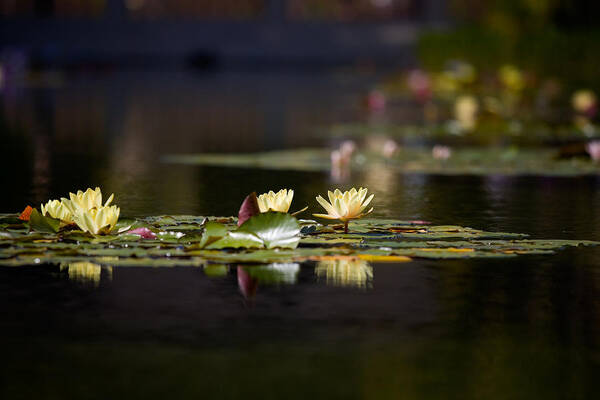 Waterlily Poster featuring the photograph Lily Pond by Peter Tellone