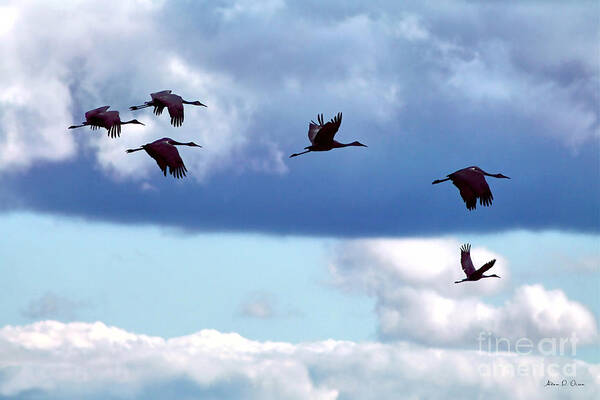 Great Blue Heron Migration Bird Birds Sky Blue Wildlife Flight Field Photography Nature Poster featuring the photograph Migration by Adam Olsen