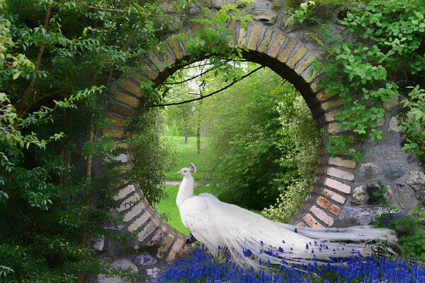 Peacock Poster featuring the photograph Peacock Garden by Sylvia Thornton