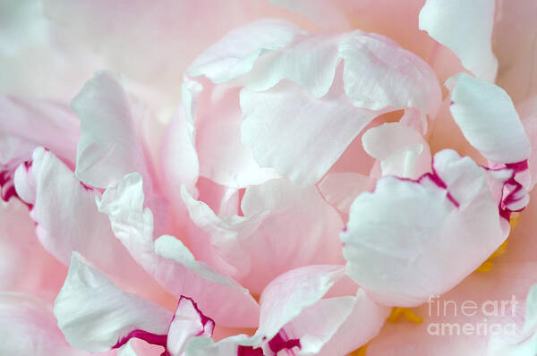 Pink Peony Poster featuring the photograph Pink Peony by Sarah Schroder