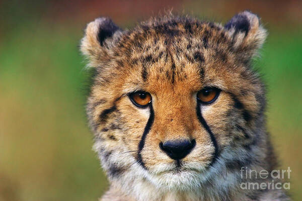 Portrait Poster featuring the photograph Portrait of a cheetah cub by Nick Biemans