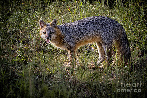 Gray Fox Poster featuring the photograph Sassy Fox by Ronald Lutz