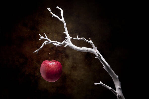 Apple Poster featuring the photograph Still Life Apple Tree by Tom Mc Nemar