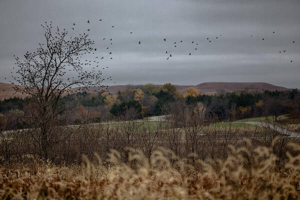 Field Poster featuring the photograph Take Flight by Ryan Heffron