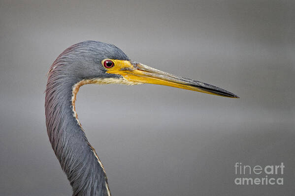  Poster featuring the photograph TriColored Heron by Ronald Lutz