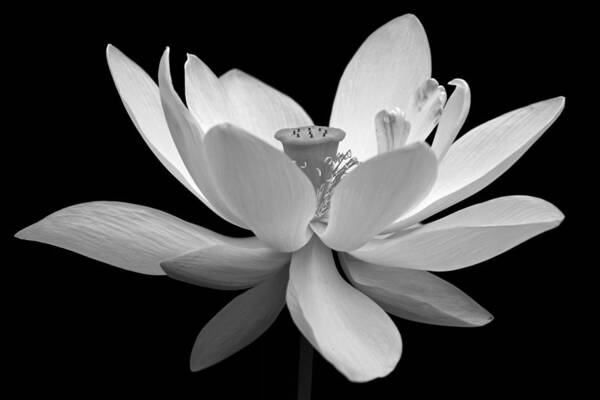 Beautiful Poster featuring the photograph White Lotus by Dawn Currie