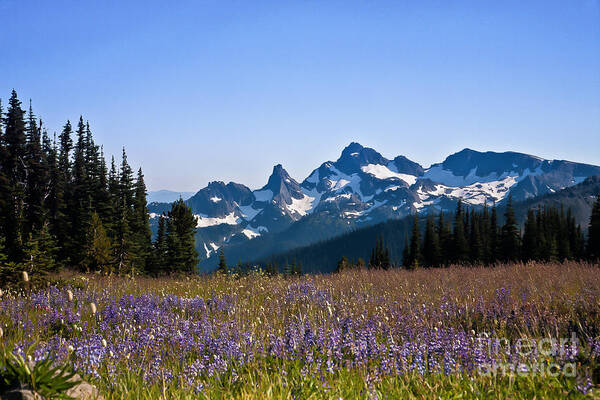 Cascade Poster featuring the photograph Wildflowers in the Cascades #1 by Ronald Lutz