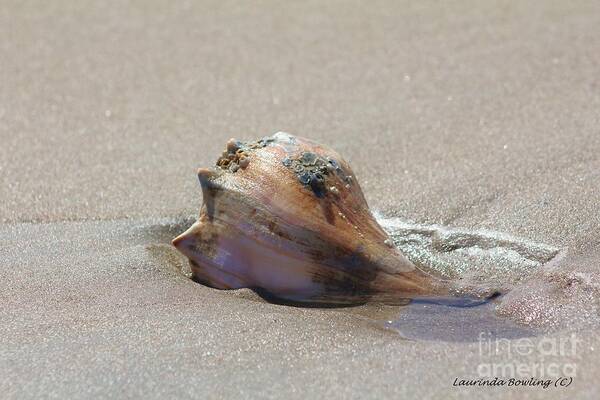 Conch Poster featuring the photograph Conch Shell by Laurinda Bowling