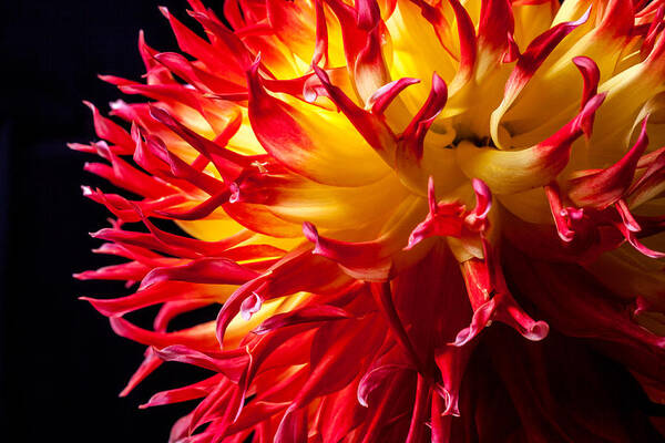 Dahlia Poster featuring the photograph Dahlia in Flames by Levin Rodriguez