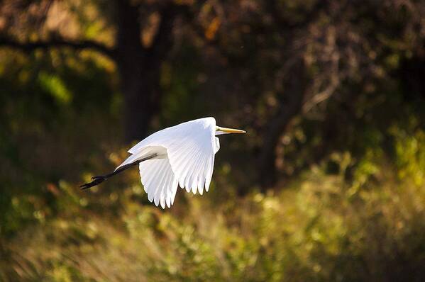 Egret Poster featuring the photograph Great White Egret Flight Series - 5 by Roy Williams