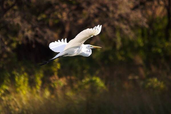 Egret Poster featuring the photograph Great White Egret Flight Series - 6 by Roy Williams