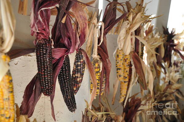 Corn Poster featuring the photograph Indian Corn by Tatyana Searcy