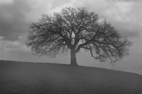 Oak Poster featuring the photograph Oak Tree In Morning Fog 1 by Paul Huchton