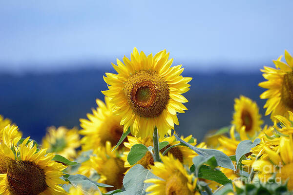 Sunflower Poster featuring the photograph Summer Gold by Edward Sobuta