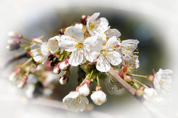 Apple Blossom Poster featuring the photograph White Apple Blossoms by Sarah Schroder