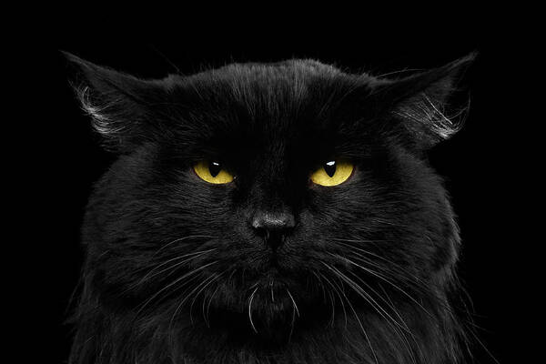 Black Poster featuring the photograph Close-up Black Cat with Yellow Eyes by Sergey Taran