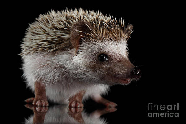 Hedgehog Poster featuring the photograph Prickly hedgehog by Sergey Taran