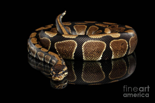 Snake Poster featuring the photograph Ball or Royal python Snake on Isolated black background #3 by Sergey Taran
