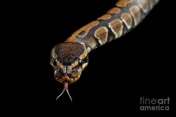 Snake Poster featuring the photograph Ball or Royal python Snake on Isolated black background #5 by Sergey Taran