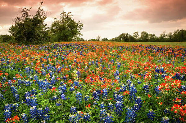 Red Wildflowers In Texas Poster featuring the photograph A Field of Bluebonnet and Indian Paintbrush - wildflower field in Texas by Ellie Teramoto