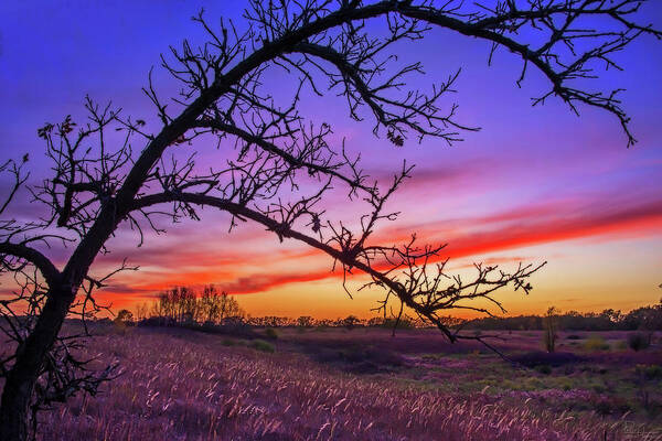 Oak Bent Leaning Sunset Purple Blue Red Yellow Autumn Fall Stoughton Wi Wisconsin Horizontal Landscape Scenic Poster featuring the photograph Bent but not Defeated by Peter Herman