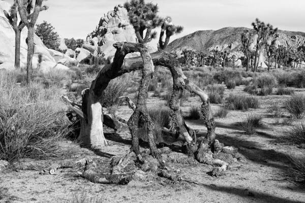 Joshua Tree Poster featuring the photograph Bent Joshua by Sandra Selle Rodriguez