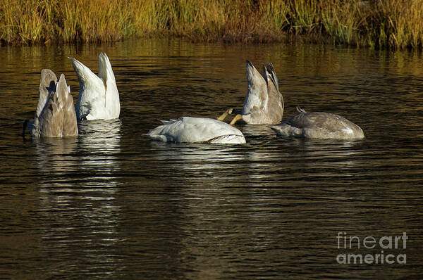 Swan Poster featuring the photograph Bottoms Up-Signed-#2313 by J L Woody Wooden