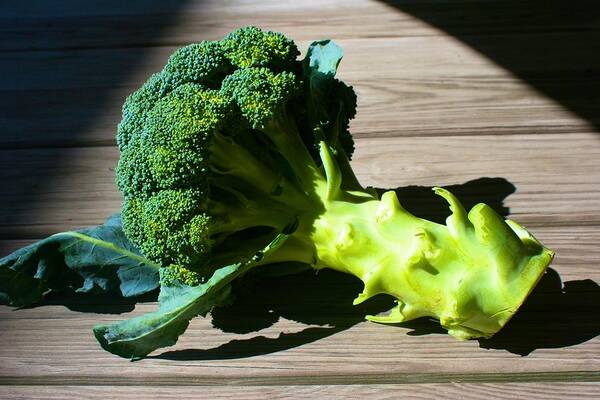  Poster featuring the photograph Broccoli in the Suun by Polly Castor