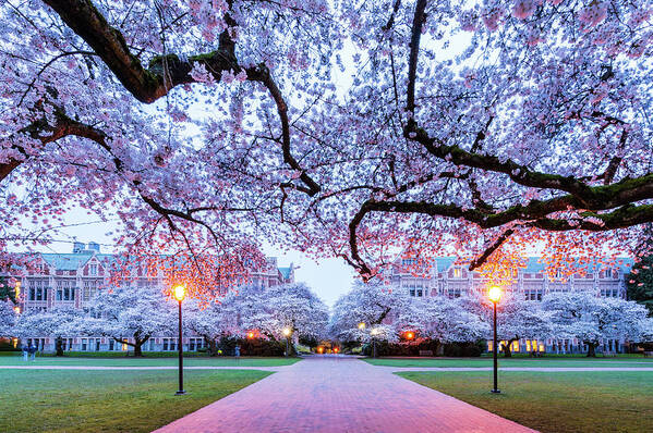 Cherry; Blossom; University Of Washington; Uw Squad; Spring; Twilight; Poster featuring the digital art Cherry Blossom at UW Squad by Michael Lee