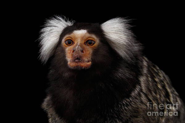 Marmoset Poster featuring the photograph portrait of Common Marmoset by Sergey Taran