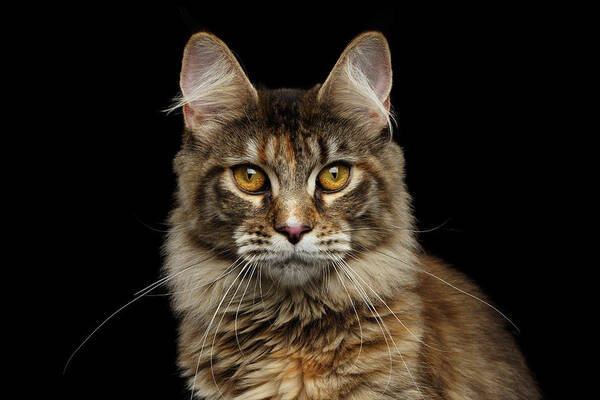 Cat Poster featuring the photograph Closeup Maine Coon Cat Portrait Isolated on Black Background by Sergey Taran