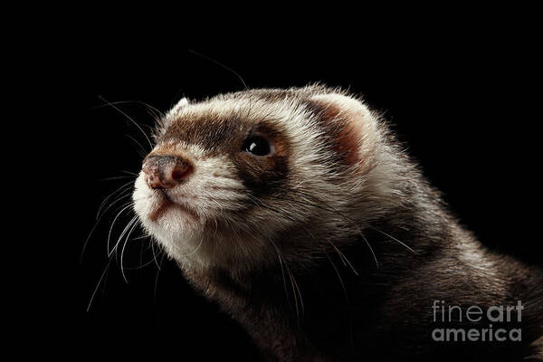 Ferret Poster featuring the photograph Ferret by Sergey Taran