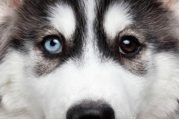 Dog Poster featuring the photograph Closeup Siberian Husky Puppy Different Eyes by Sergey Taran