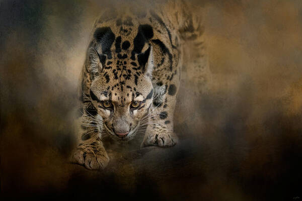 Jai Johnson Poster featuring the photograph Clouded Leopard On The Hunt by Jai Johnson