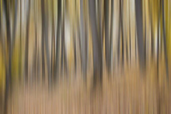 Autumn Poster featuring the photograph Dreamy Forest by Tom Mc Nemar