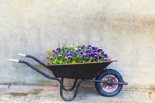 Cement Poster featuring the photograph Flowers in a wheelbarrow by Jim Orr