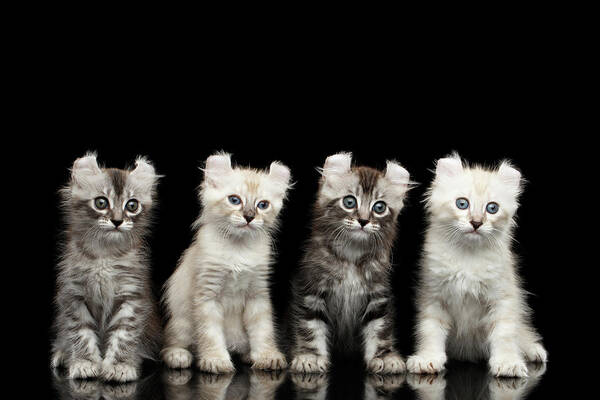 #faatoppicks Poster featuring the photograph Four American Curl Kittens with Twisted Ears Isolated Black Background by Sergey Taran