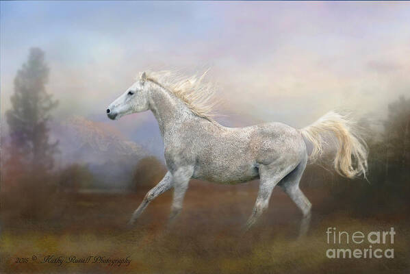 Arabian Poster featuring the photograph Freedom by Kathy Russell