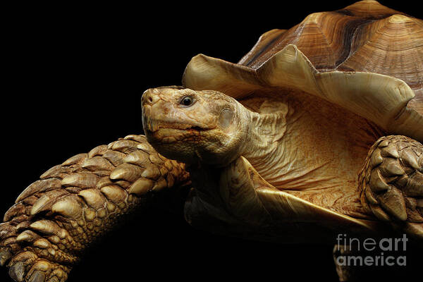 Turtle Poster featuring the photograph Geochelone sulcata. African turtle Spurs by Sergey Taran