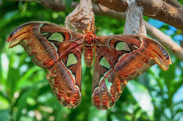 (attacus Atlas) Poster featuring the photograph Giant Atlas Moth by Jim Thompson