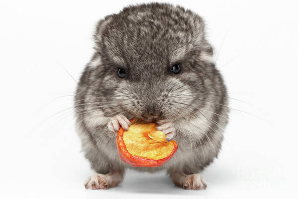 Chinchilla Poster featuring the photograph Gray Baby Chinchilla Eating Apple on white by Sergey Taran