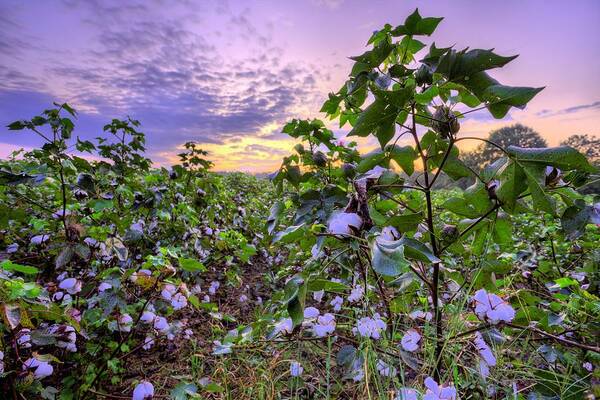 Focus On Alabama Cotton Poster featuring the photograph High Cotton Sunrise by JC Findley