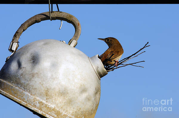 House Wren Poster featuring the photograph House Wren in New Home by Thomas R Fletcher